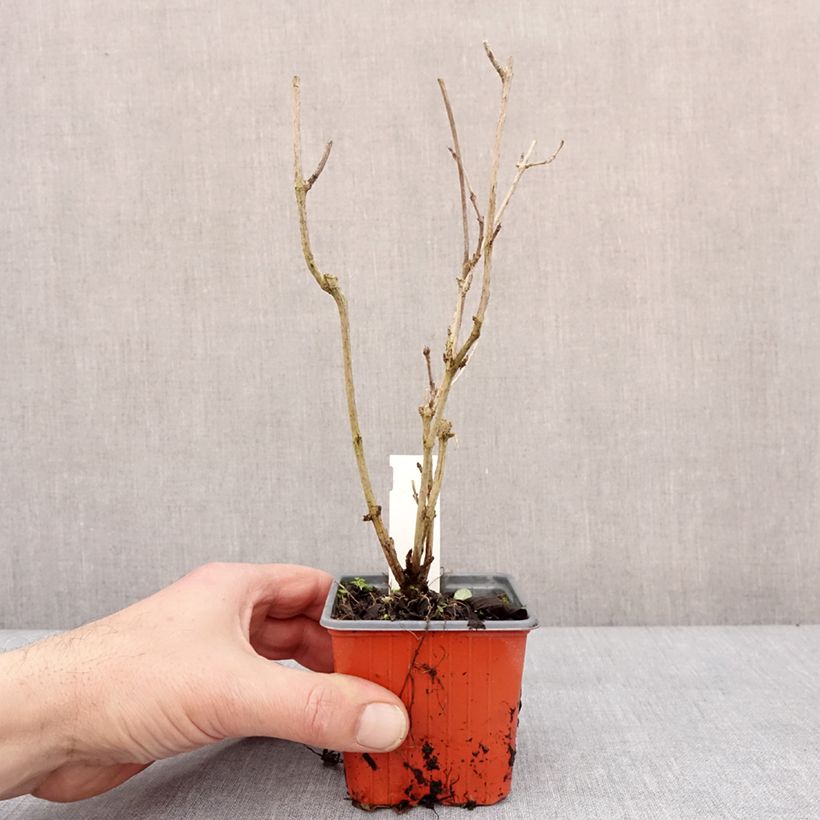 Weigelia Snowflake Vasetto da 8/9 cm esemplare consegnato in inverno