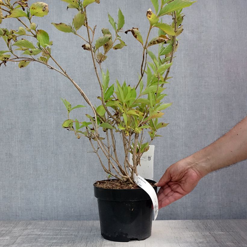 Esemplare di Weigelia Snowflake Vaso da 3L/4L consegnato in estate