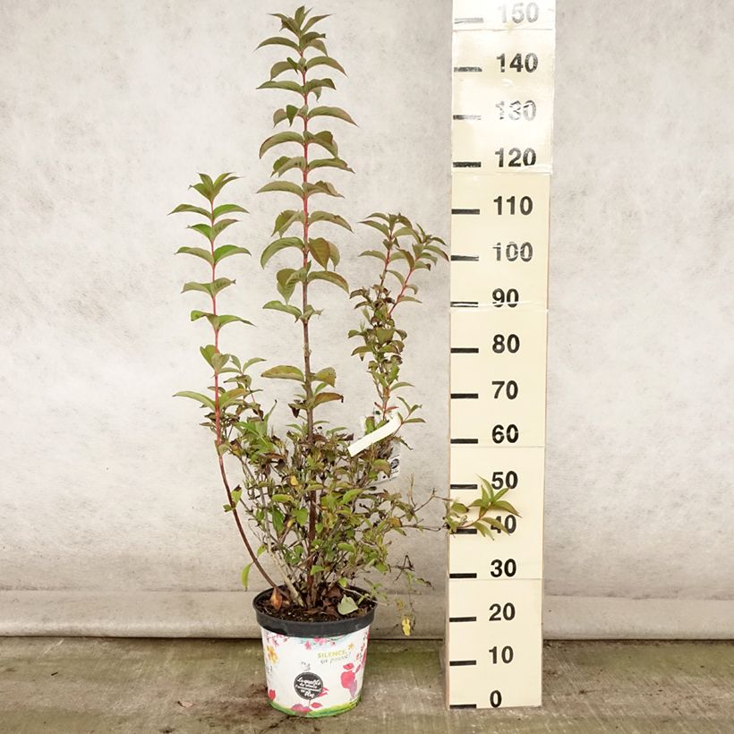 Esemplare di Weigelia Stelzneri Vaso da 7,5L/10L consegnato in estate