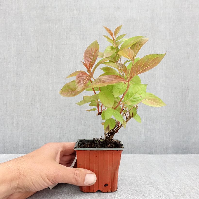 Weigelia Wings of Fire Vasetto da 8/9 cm esemplare consegnato in primavera