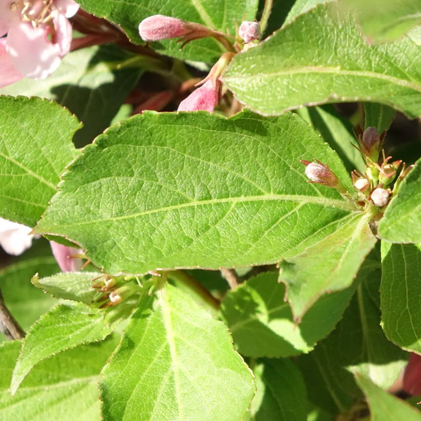 Weigelia Polka (Fogliame)
