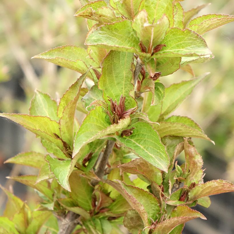 Weigelia Cherry Love (Fogliame)