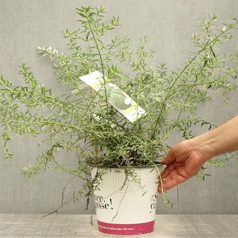 Esemplare di Westringia fruticosa Mundi - Falso rosmarino Vaso da 3L/4L consegnato in estate