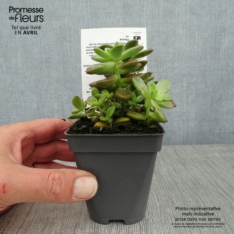 Graptosedum Bronze Vasetto da 8/9 cm esemplare consegnato in primavera