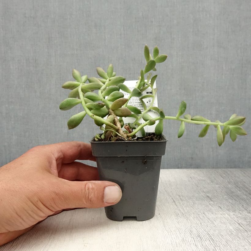 Esemplare di Graptosedum Bronze Vasetto da 8/9 cm consegnato in estate