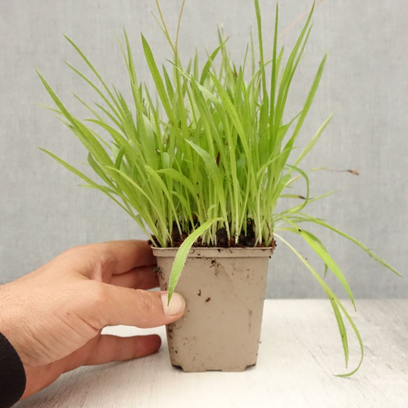 Esemplare di Rhodoxis Ria Vasetto da 8/9 cm consegnato in estate