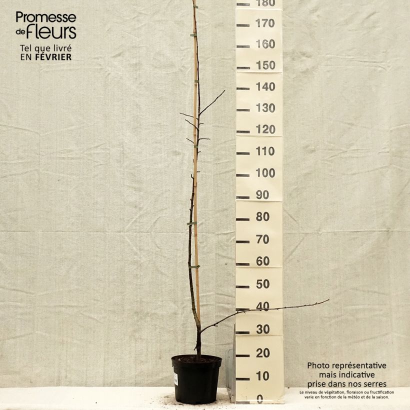 Sorbopyrus auricularis (irregularis) - Sorbopyrus Vaso da 4L/5L esemplare consegnato in inverno
