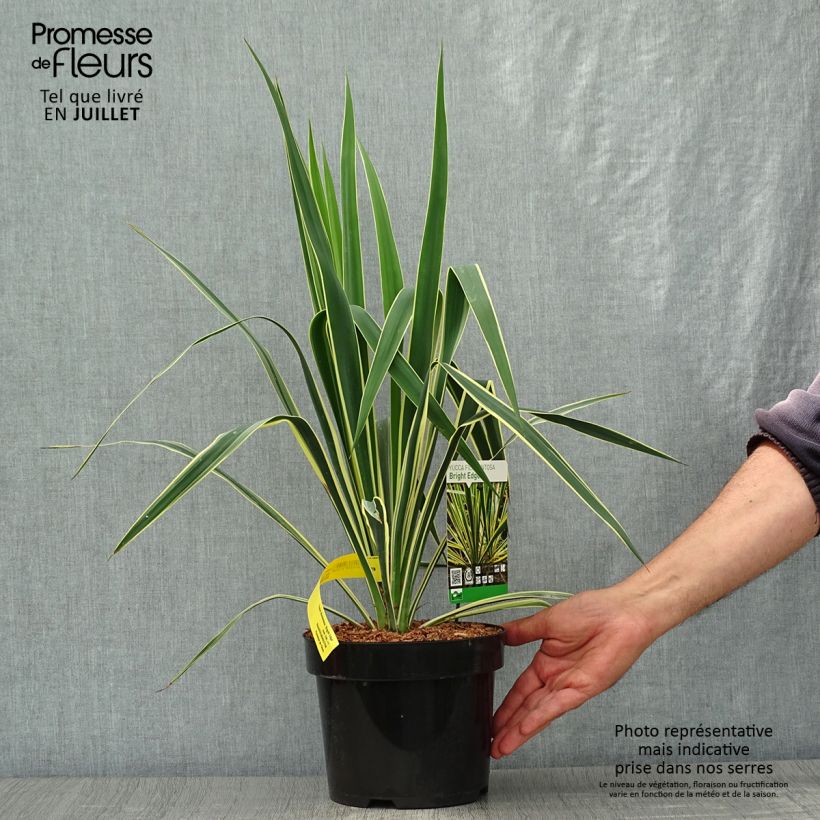 Esemplare di Yucca filamentosa Bright Edge Vaso da 2L/3L consegnato in estate