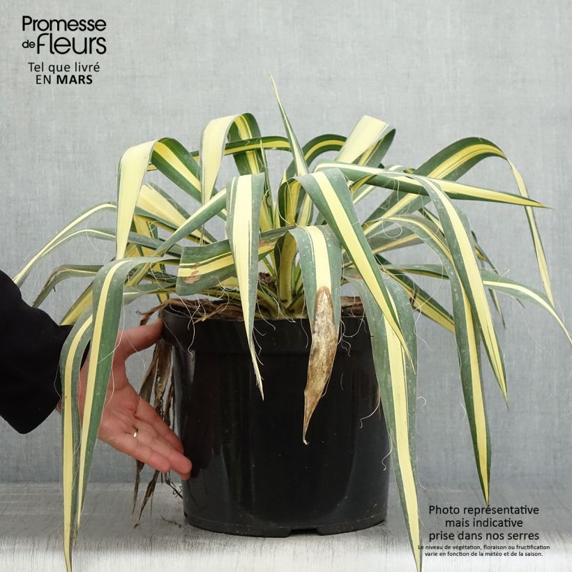 Yucca filamentosa Colour Guard Vaso da 4L/5L esemplare consegnato in primavera