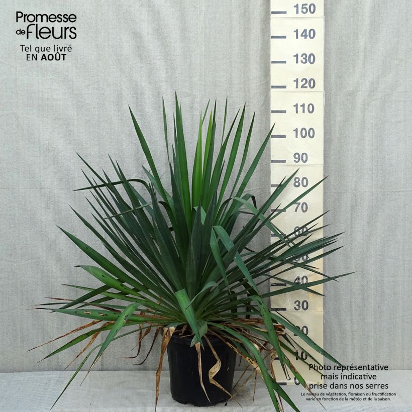Esemplare di Yucca gloriosa Vaso da 7,5L/10L consegnato in estate