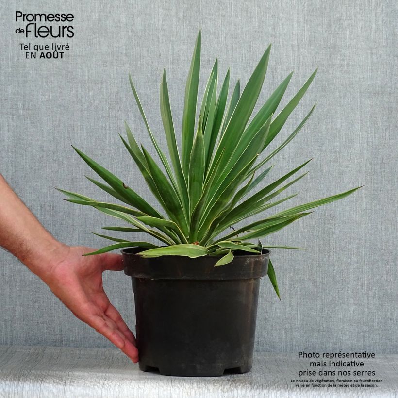 Esemplare di Yucca gloriosa Variegata Vaso da 2L/3L consegnato in estate