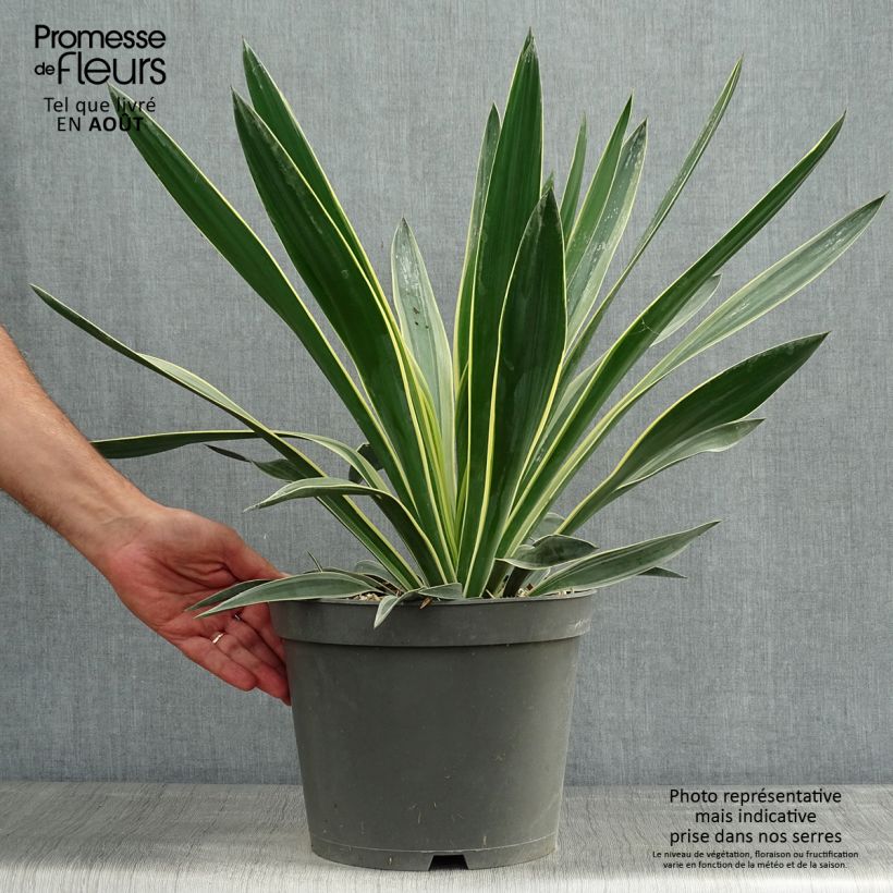 Esemplare di Yucca gloriosa Variegata Vaso da 4L/5L consegnato in estate