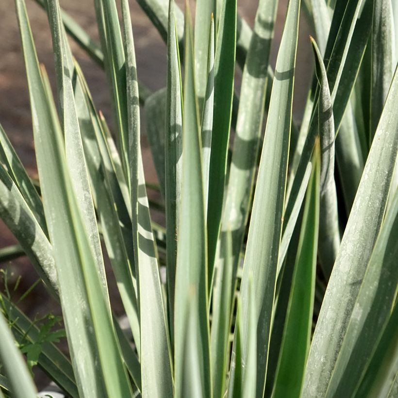 Yucca rigida Blue Sentry (Fogliame)