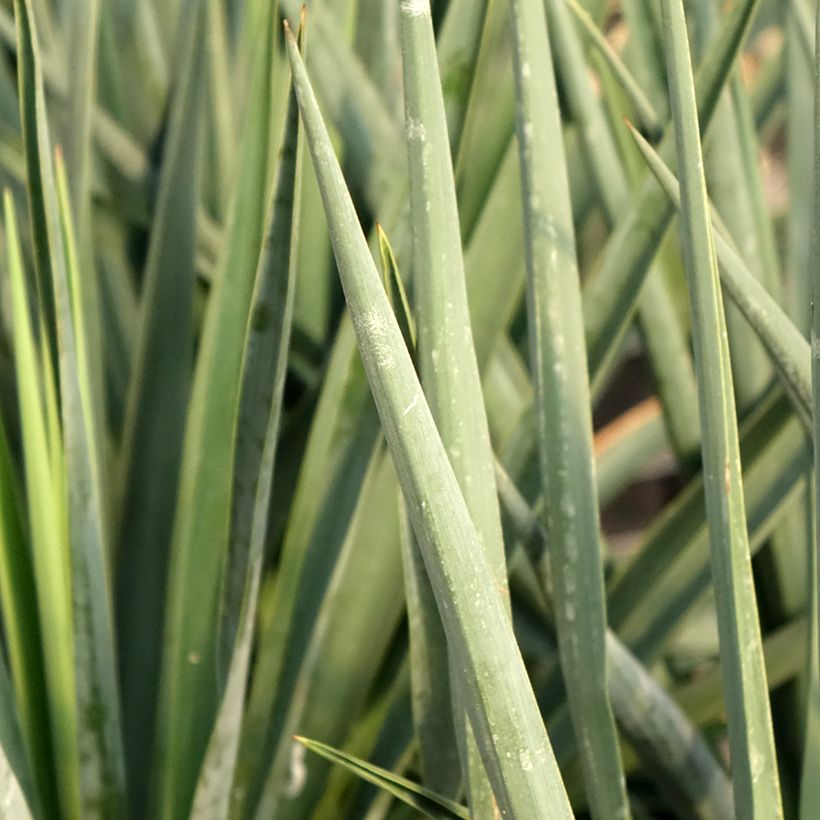 Yucca rigida Blue Sentry (Fogliame)