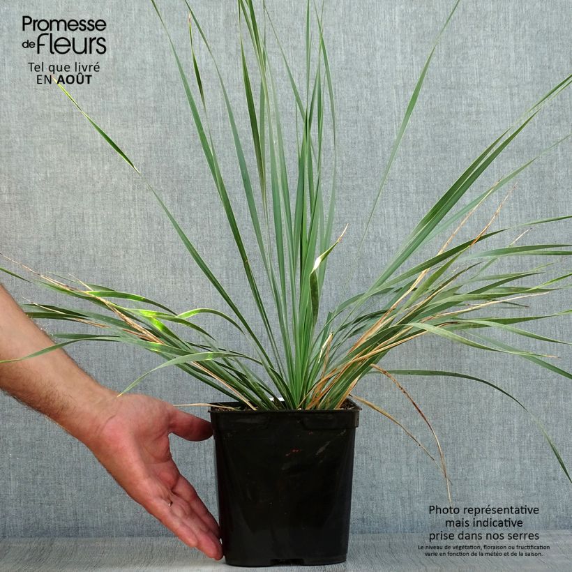 Esemplare di Yucca rostrata Sapphire Skies Vaso da 3L/4L consegnato in estate