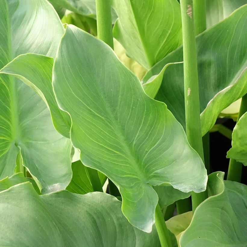 Zantedeschia aethiopica Pink Flamingo - Calla (Fogliame)
