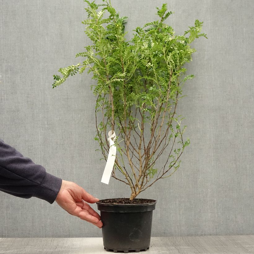 Esemplare di Zanthoxylum beecheyanum - Pepe giapponese Vaso da 3L/4L consegnato in estate