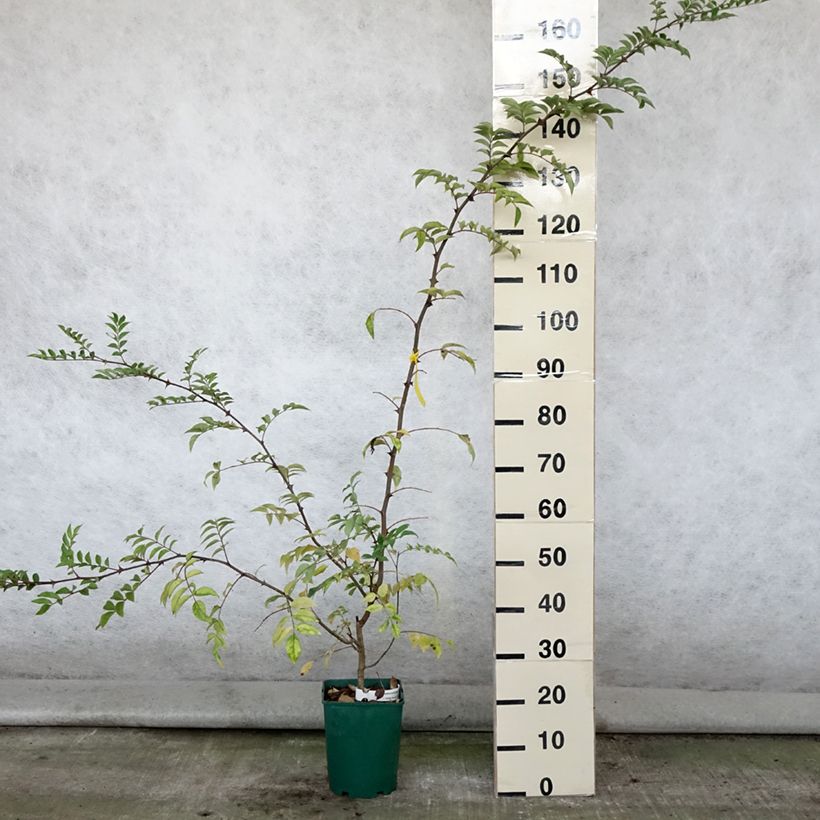 Esemplare di Zanthoxylum coreanum - Pepe coreano Vaso da 4L/5L consegnato in estate