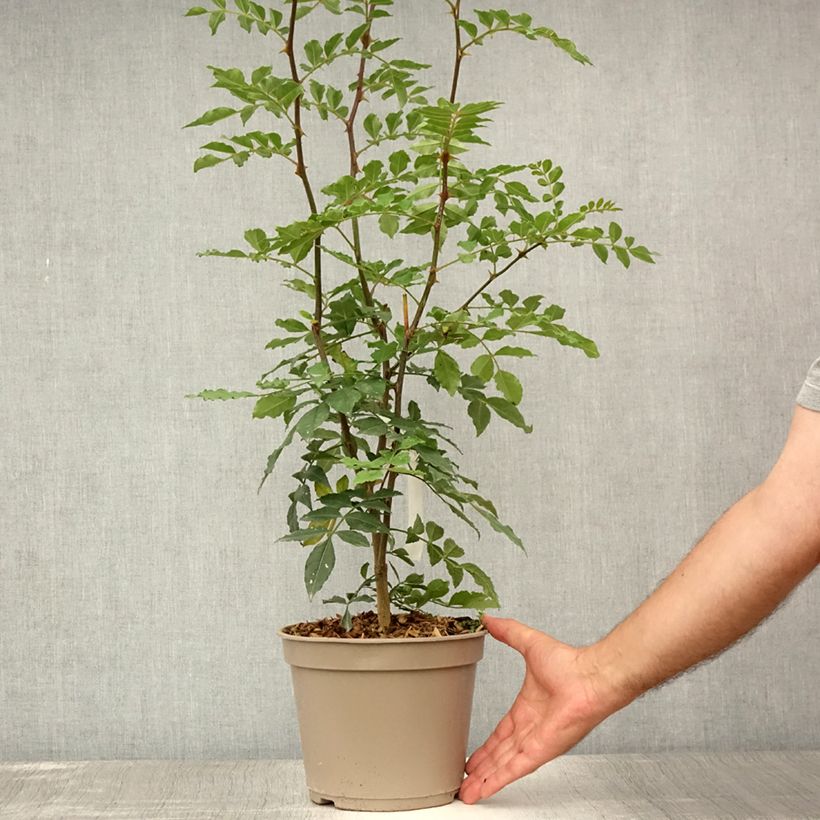 Esemplare di Zanthoxylum simulans - Pepe del Sichuan Vaso da 2L/3L consegnato in estate