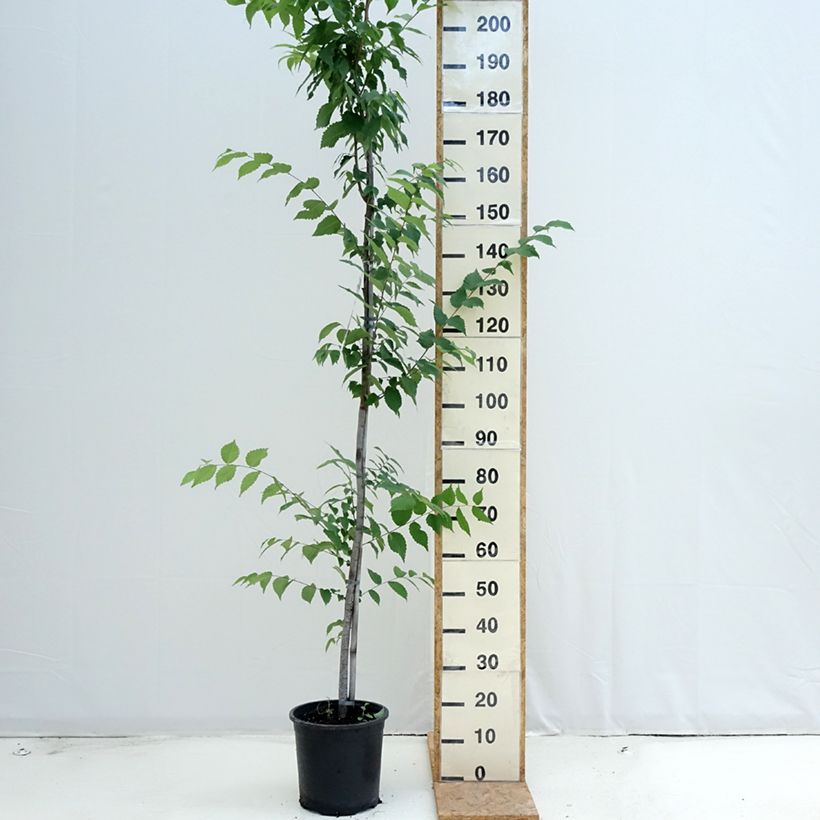 Esemplare di Zelkova serrata - Zelkova giapponese Vaso da 7,5L/10L consegnato in estate