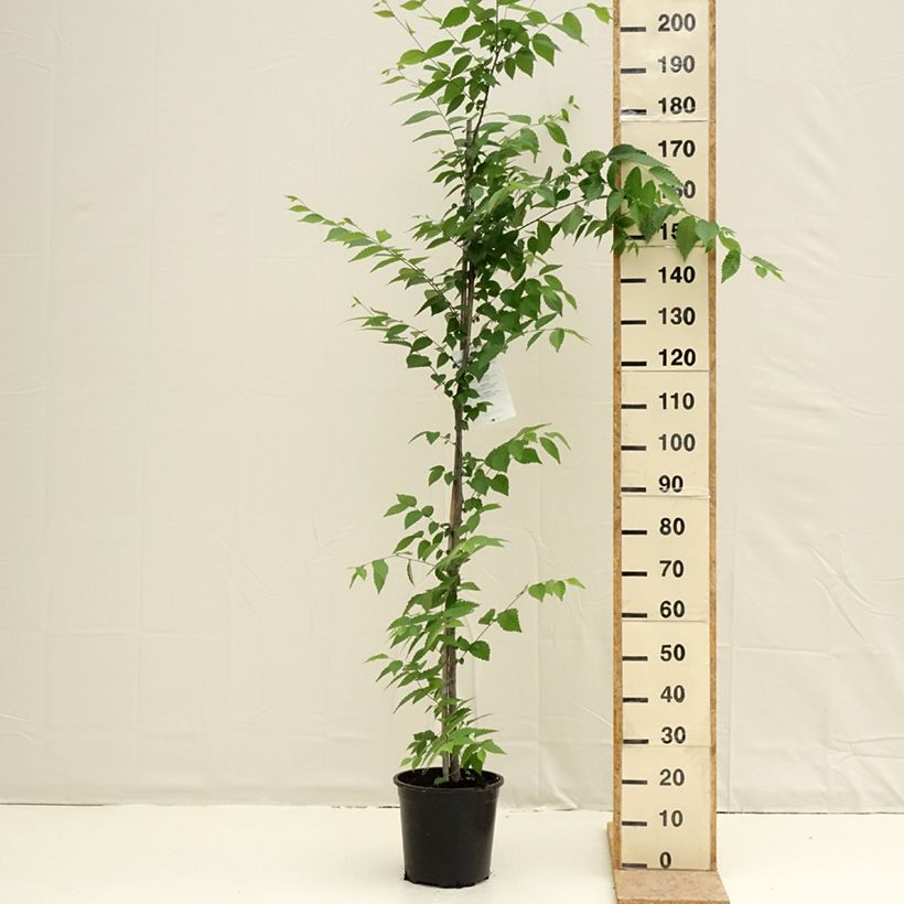 Zelkova serrata - Zelkova giapponese Vaso da 7,5L/10L esemplare consegnato in primavera