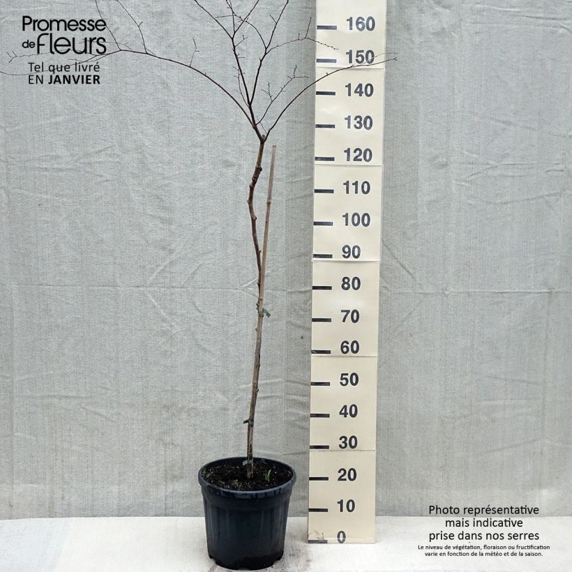 Zelkova serrata Variegata Vaso da 7,5L/10L esemplare consegnato in inverno