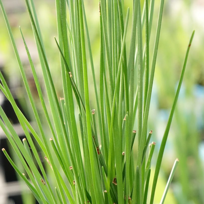Zephyranthes candida - Zefirante candida (Fogliame)