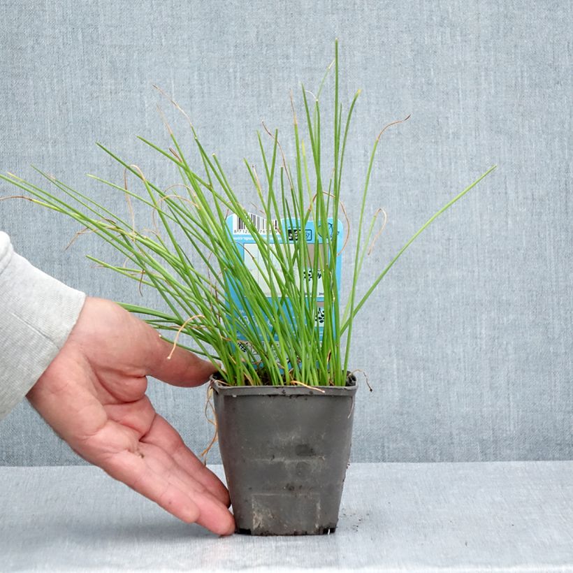 Esemplare di Zephyranthes candida - Zefirante candida Vasetto da 8/9 cm taglia I consegnato in estate