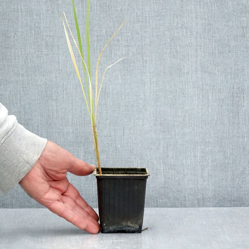 Esemplare di Zizania latifolia - Zizania latifoglia Vasetto da 8/9 cm consegnato in estate