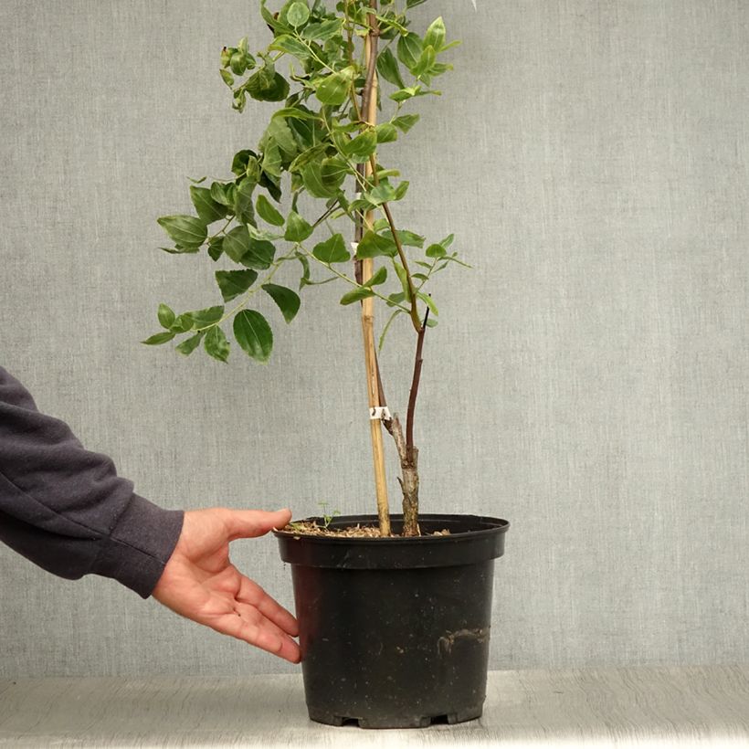 Esemplare di Ziziphus jujuba Li - Giuggiolo Vaso da 3L/4L, A cespuglio consegnato in estate