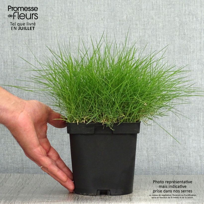 Esemplare di Zoysia tenuifolia Vaso da 2L/3L consegnato in estate