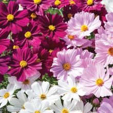 Cosmos Cantate Mix - Cosmea