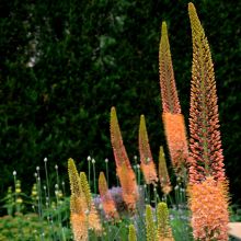 Eremurus Cl&eacute;opatra