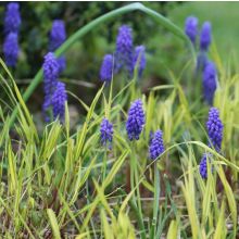 Muscari armeniacum - Muscari dell'Armenia