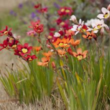 Sparaxis tricolor Mix