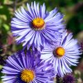 Aster novae-angliae Barrs Blue - Astro settembrino