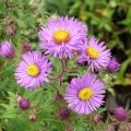 Aster novae-angliae Barrs Blue - Astro settembrino