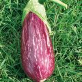 Melanzana Rania F1
