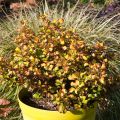 Coprosma robusta Pina colada - Pianta specchio