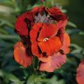 Erysimum Winter Passion - Violaciocca