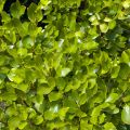 Griselinia littoralis