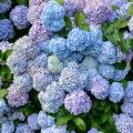 Hydrangea macrophylla Bodensee - Ortensia