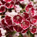 Kalmia latifolia Pinwheel - Alloro di montagna