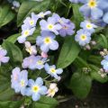 Myosotis Myomark
