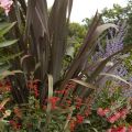 Phormium Purpureum - Lino della Nuova Zelanda