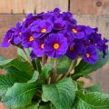 Primula elatior Veristar Late Blue - Primula maggiore