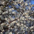Prunus spinosa - Prugnolo selvatico