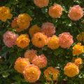 Rosa Lady Of Shalott