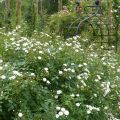 Rosa rampicante Guirlande d'Amour
