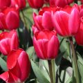 Tulipano Darwin Cherry Delight
